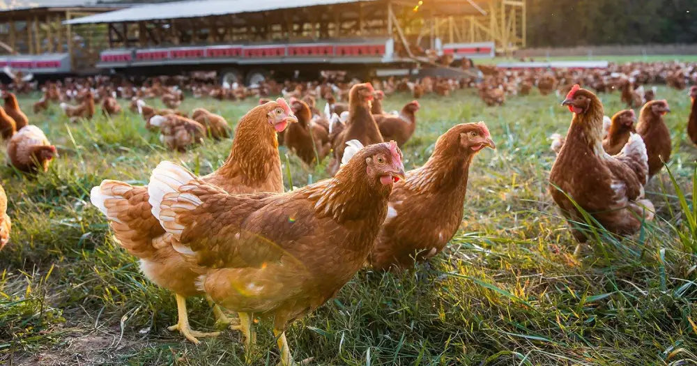Why Pasture-Raised Eggs Are a Better Choice