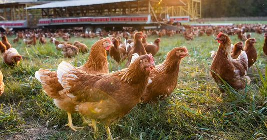 Why Pasture-Raised Eggs Are a Better Choice